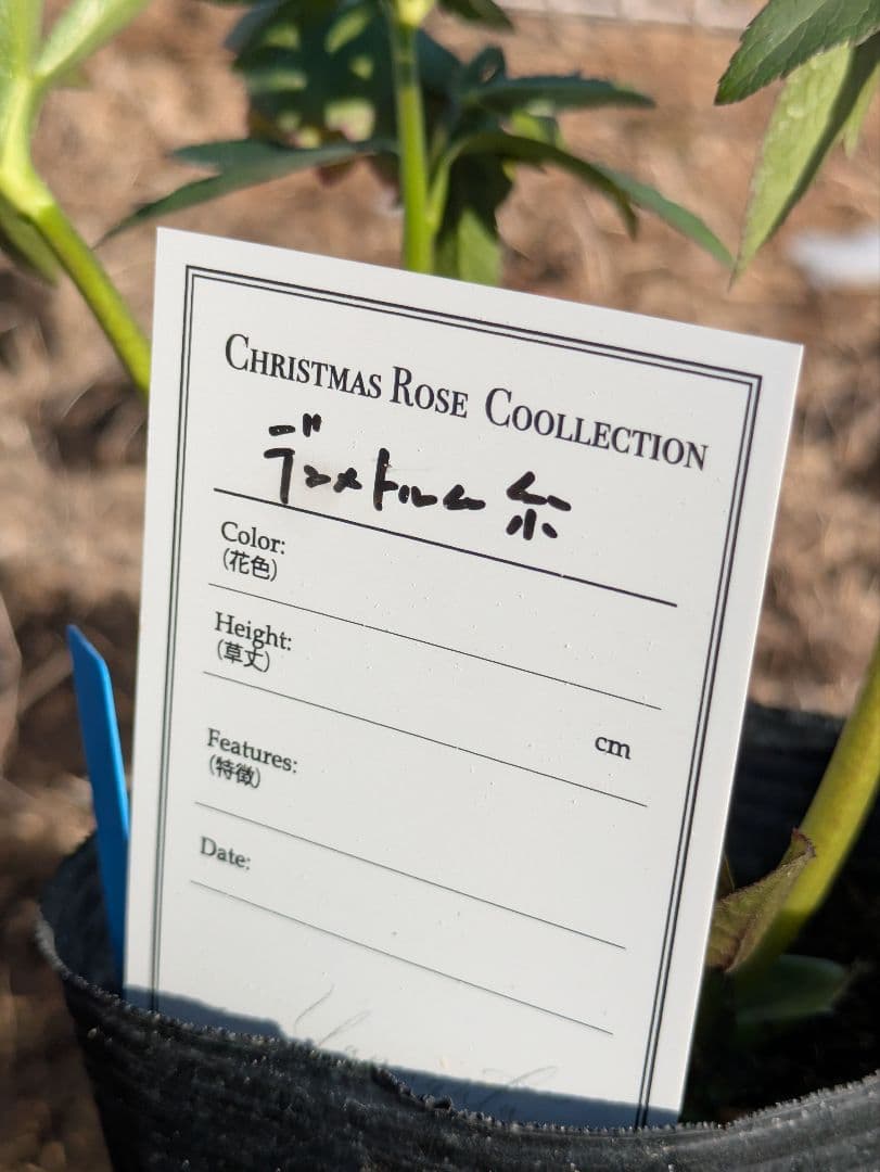 クリスマスローズ 高橋育苗 リトルビースト ファントム dd ワイルドベイン