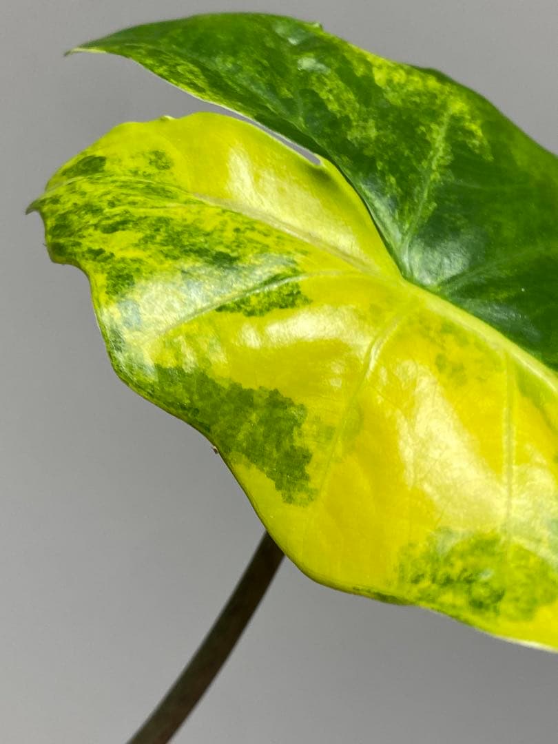 自*間様 【超希少‼️】アロカシア　ポルトドラ/ポルトラ　斑入り　オーレア　黄斑