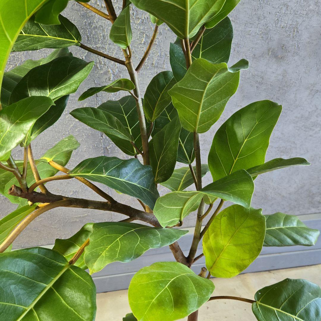 ③　フィカス　アフリカンプリンセス　曲がり仕立て８号最高等級極上品‼️　希少品種