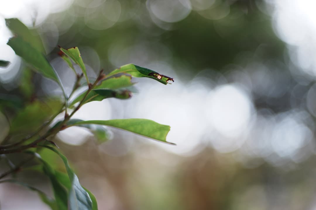 【美品】ニコン Ai-s Nikkor 50mm F1.4 大口径 643