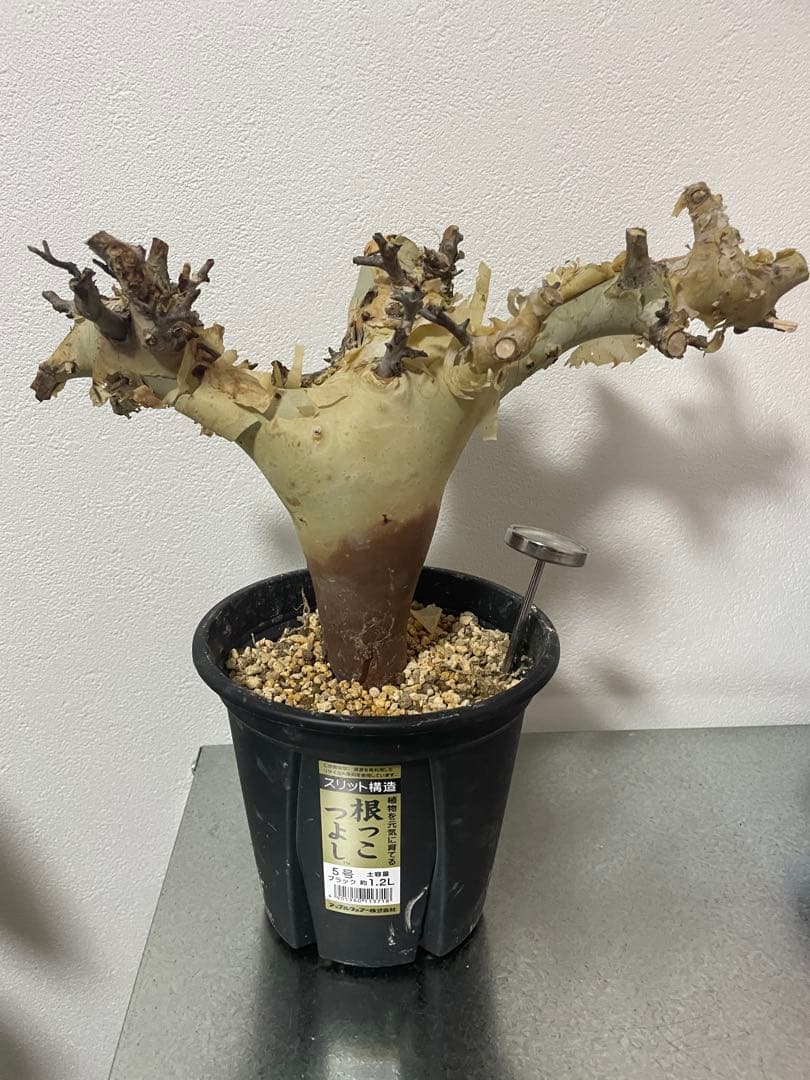 コミフォラ カタフ塊根植物 中型 発根確認済み