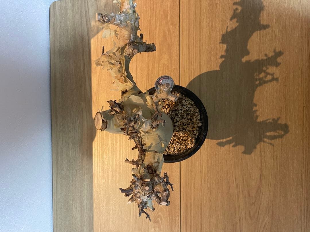 コミフォラ カタフ塊根植物 中型 発根確認済み