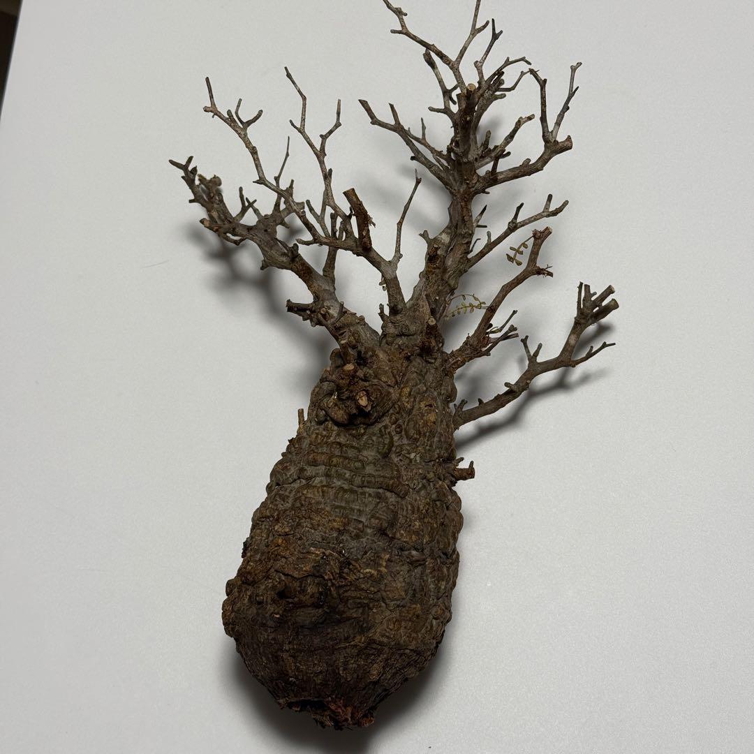 こ*い様 オペルクリカリア パキプス 現地株 ベアルート