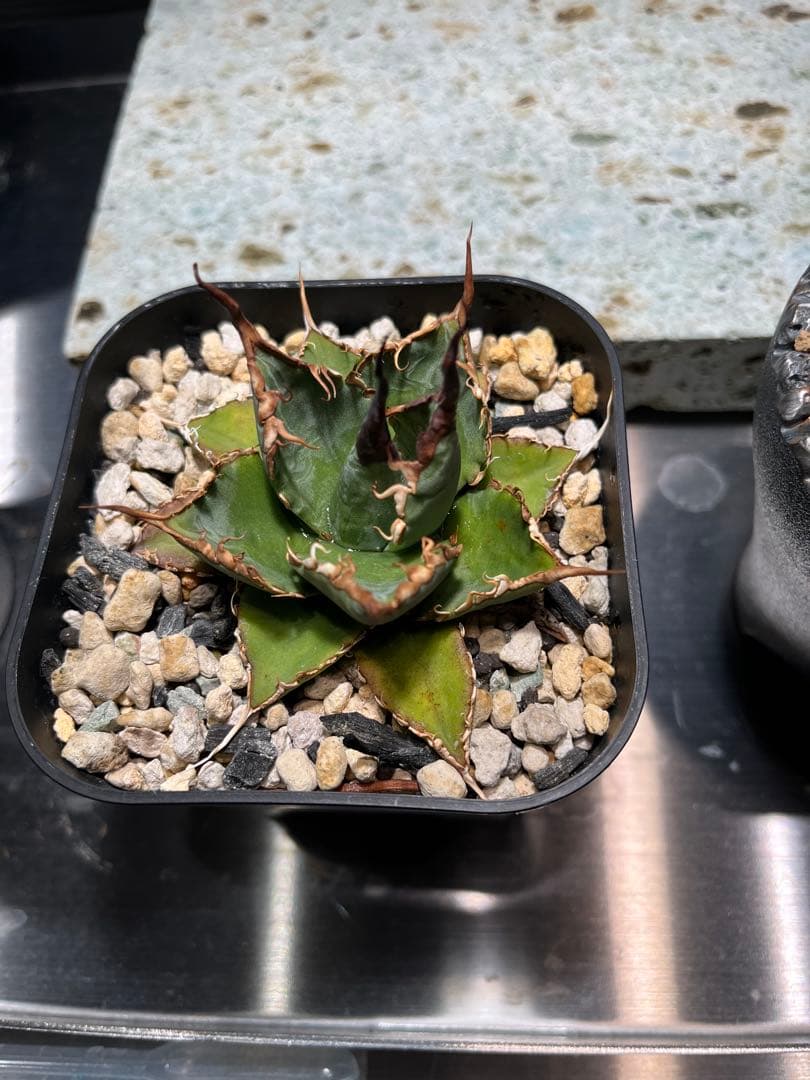 【極上ハイブリッド】アガベ エボリスピナ × ブラック＆ブルー（B&B）