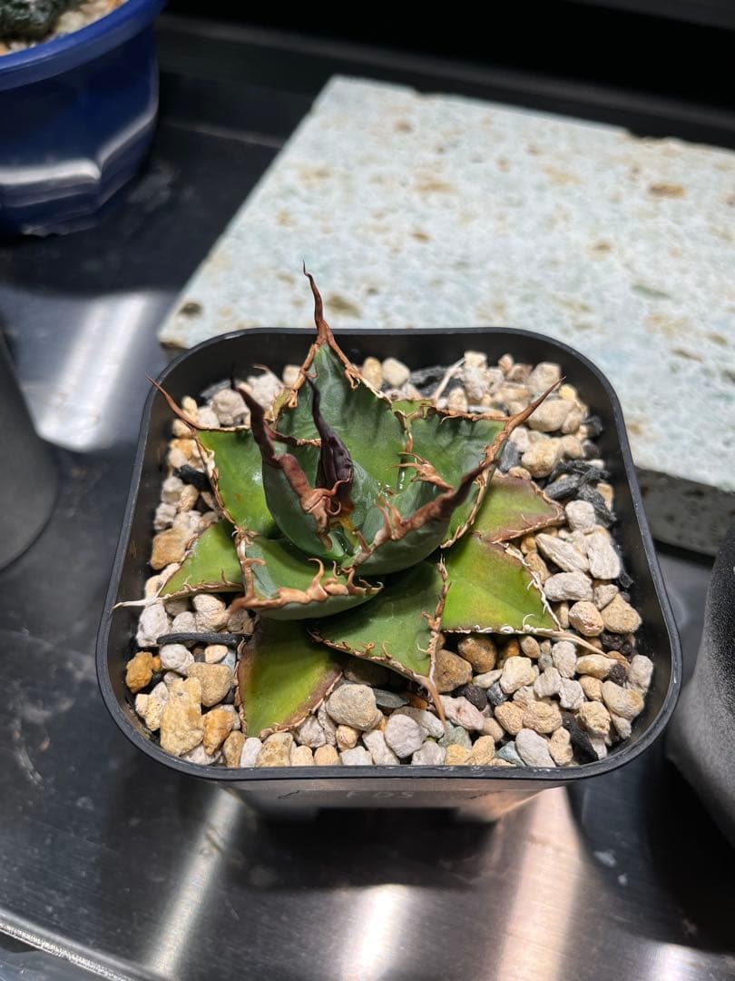 【極上ハイブリッド】アガベ エボリスピナ × ブラック＆ブルー（B&B）