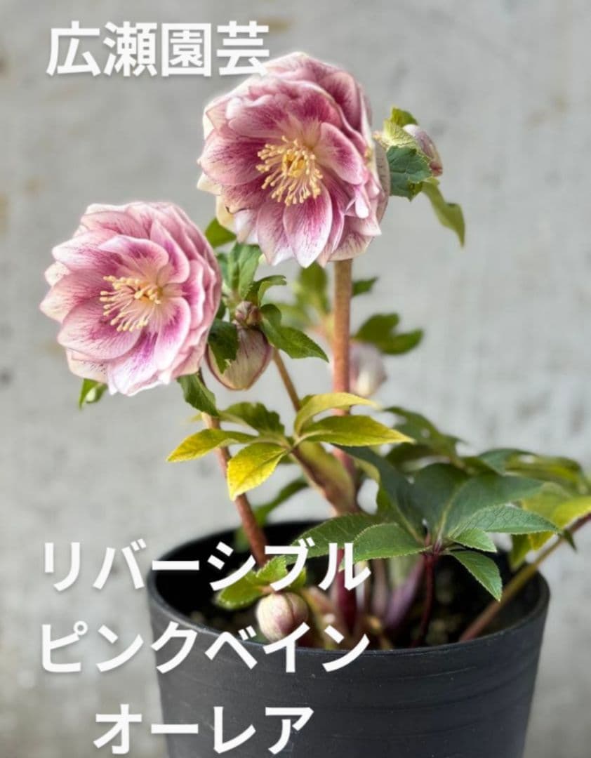 ✭クリスマスローズ:広瀬園芸•　【リバーシブル　ピンクベイン　オーレア 】