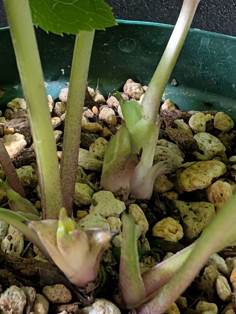 ✭クリスマスローズ:広瀬園芸•　【リバーシブル　ピンクベイン　オーレア 】