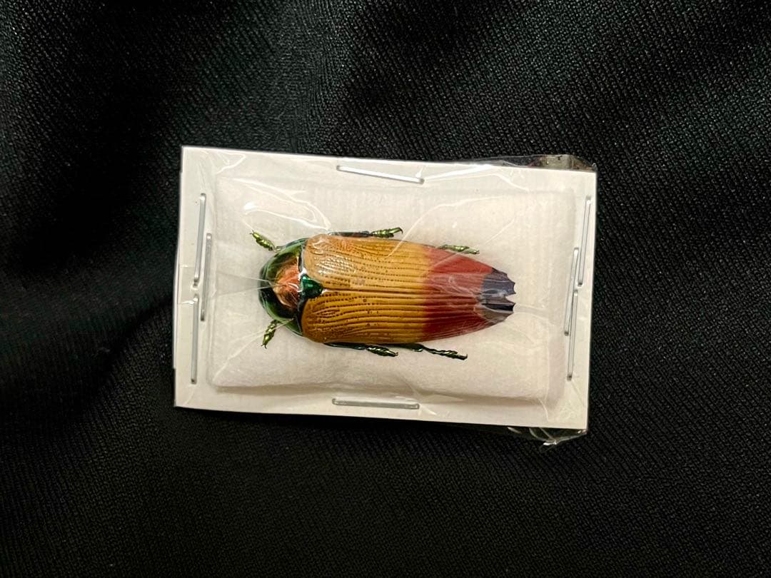 【ラスト1匹のみ】珍品・ムカシタマムシの一種 標本 タマムシ 昆虫標本