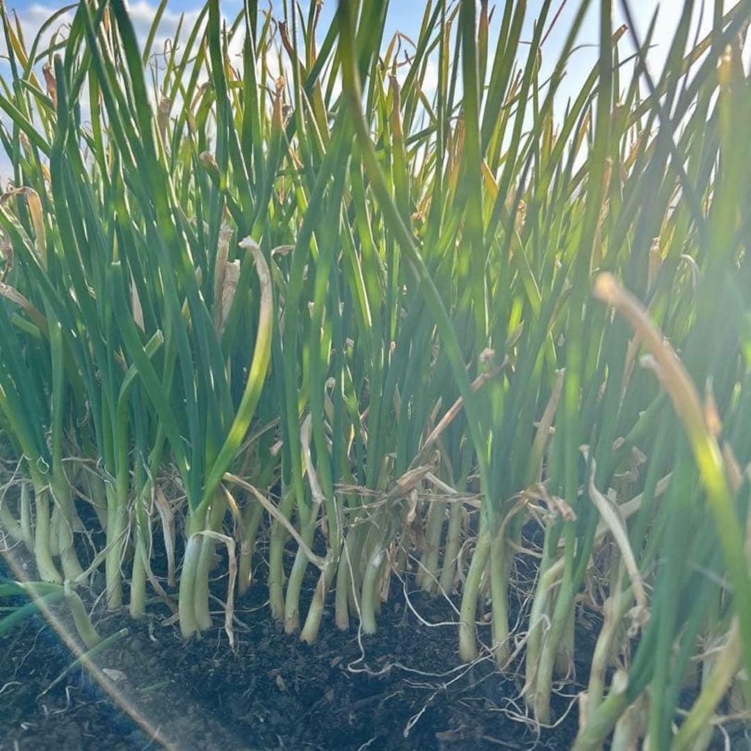 （終売間近）タマネギ苗 ターザン