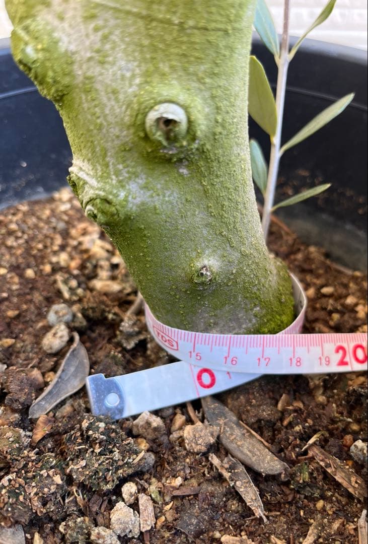 【SOUJU】オリーブ　オリーブの木　ルッカ　美樹形　幹太　極太　No.23