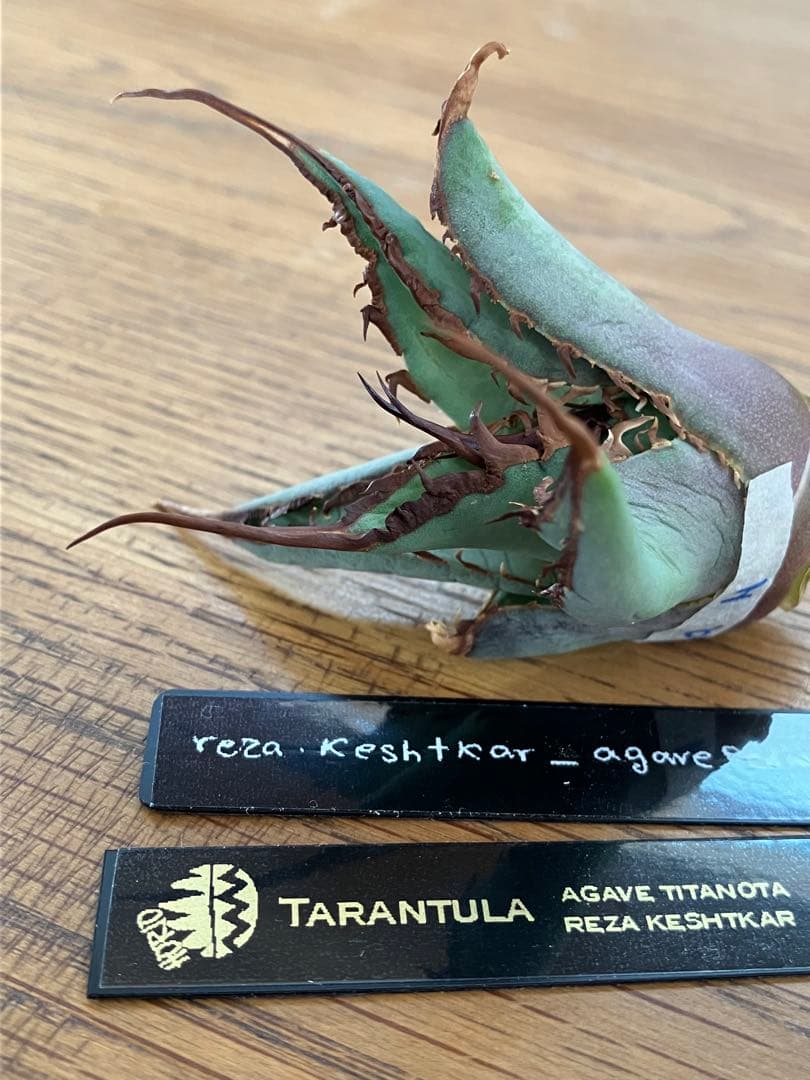 p*r様 【初売りオークション】37 REZA産　イラン株　超長棘　アガベ　タラ