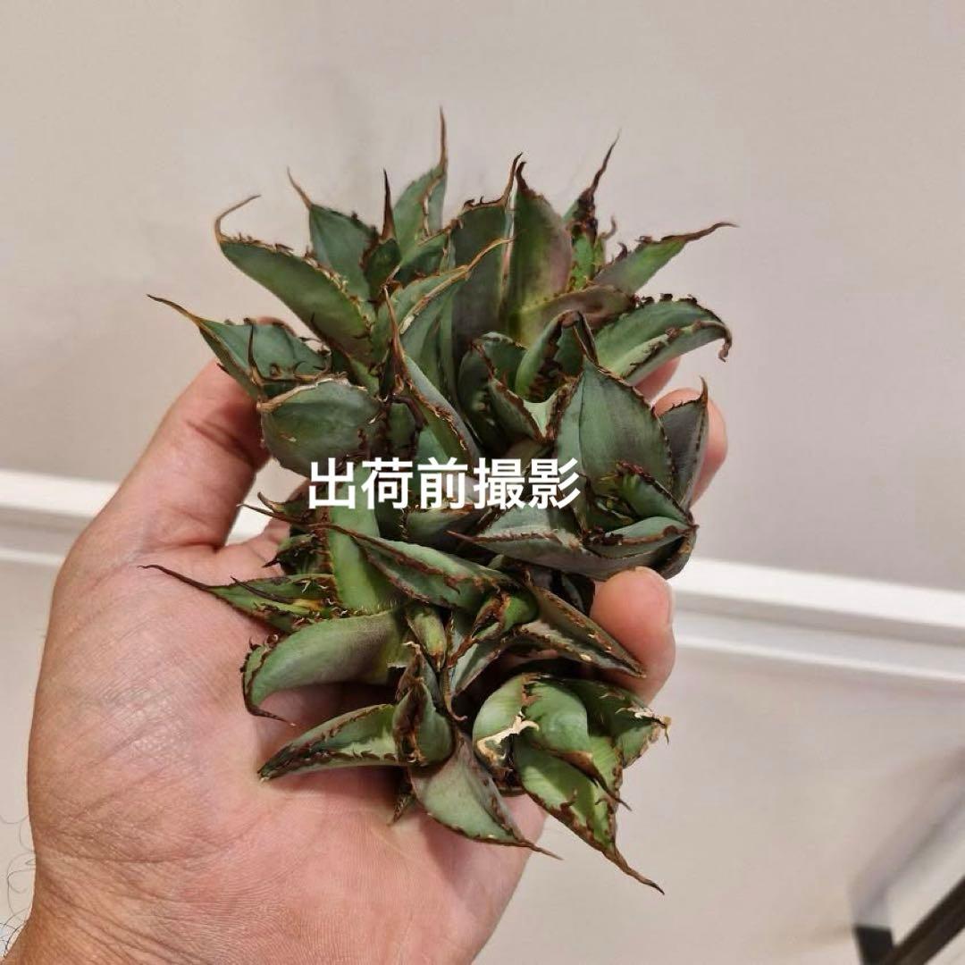 p*r様 【初売りオークション】37 REZA産　イラン株　超長棘　アガベ　タラ