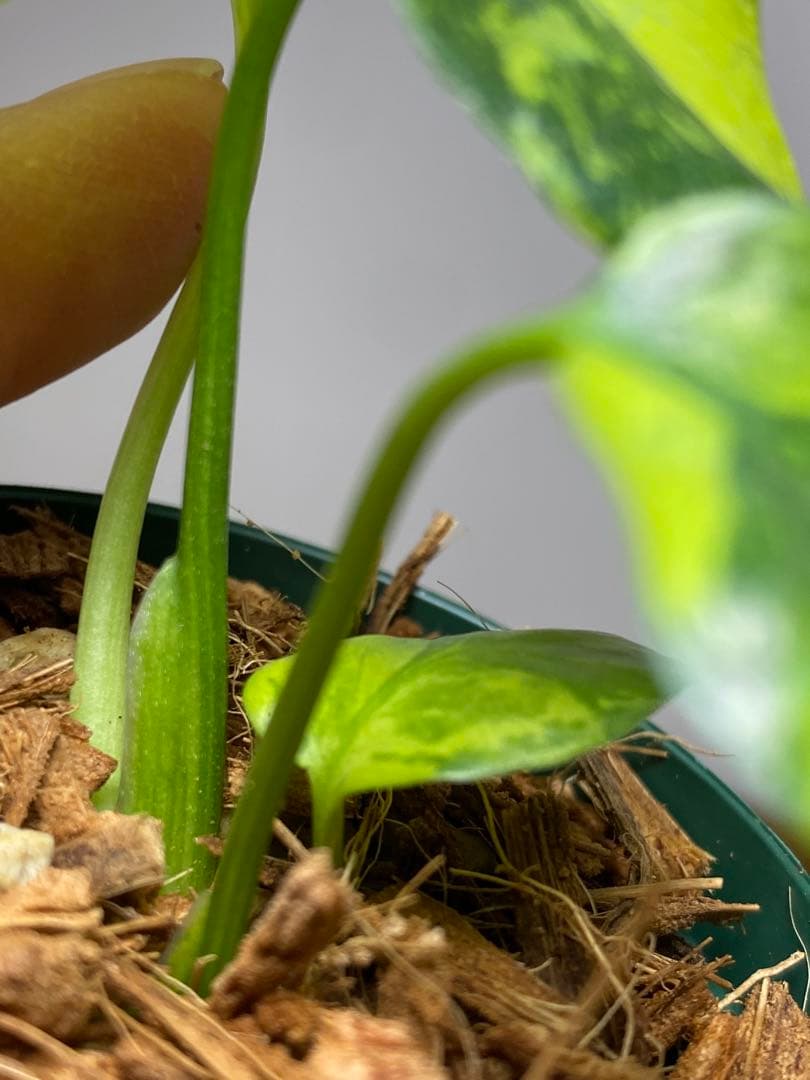 ま*様 【超希少‼️超極斑‼️】モンステラ　エレクトロライト　斑入り　レア　人気