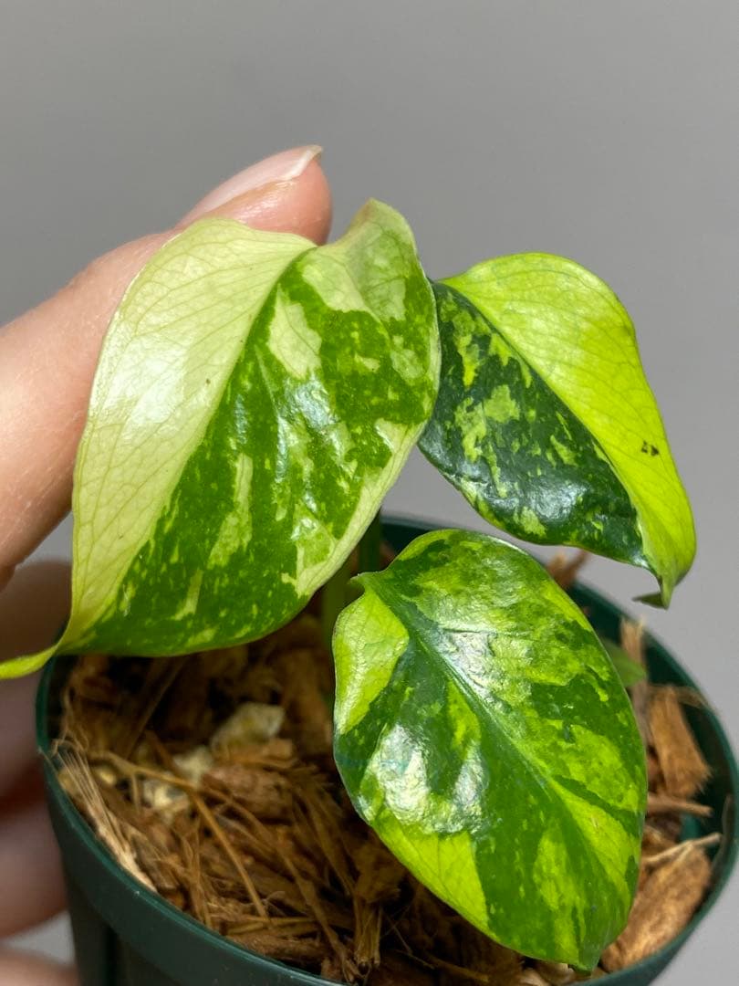 ま*様 【超希少‼️超極斑‼️】モンステラ　エレクトロライト　斑入り　レア　人気