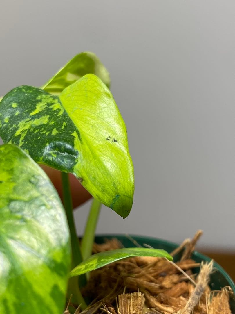 ま*様 【超希少‼️超極斑‼️】モンステラ　エレクトロライト　斑入り　レア　人気