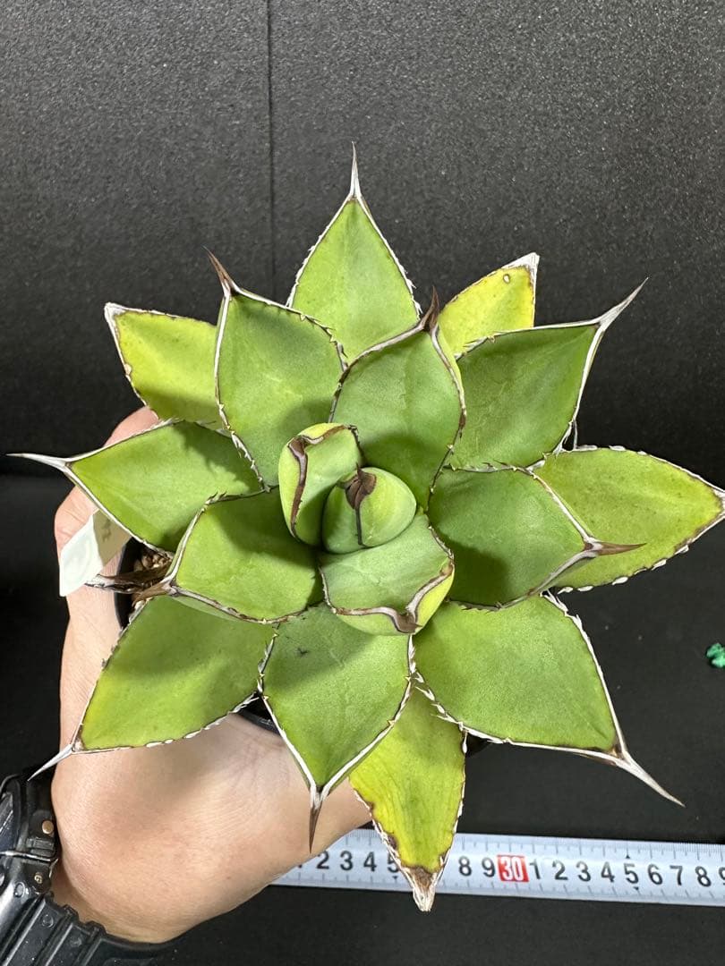 【土田制所産　笹の雪×甲蟹】 アガベ　ハイブリッド　イシスメンシス