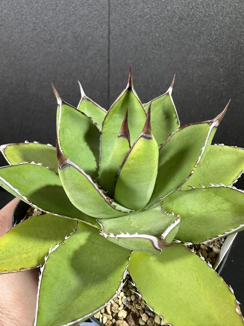 【土田制所産　笹の雪×甲蟹】 アガベ　ハイブリッド　イシスメンシス