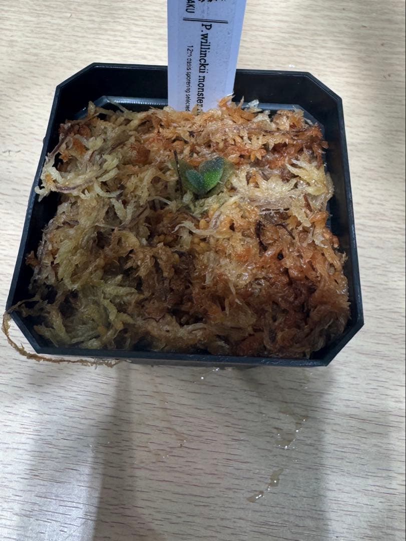 Monster moon スポア　モンスタームーンスポア　十二田植