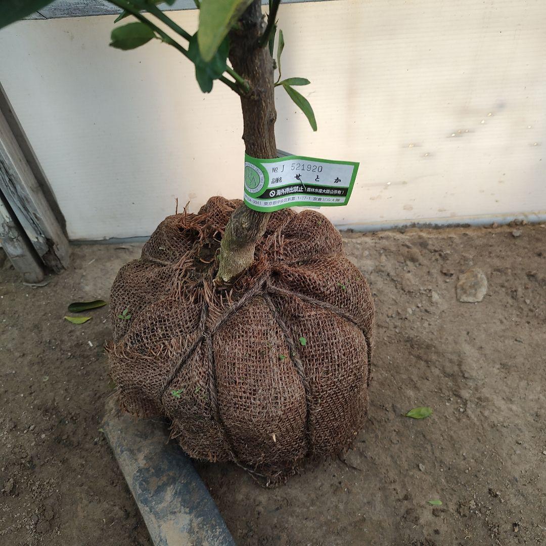 せとか3年生 登録品種 苗木