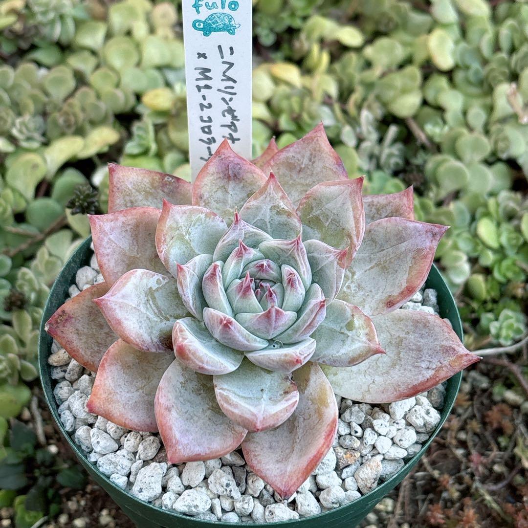 36.【サボテン相談室】石田コロラータ 希少 多肉植物 エケベリア