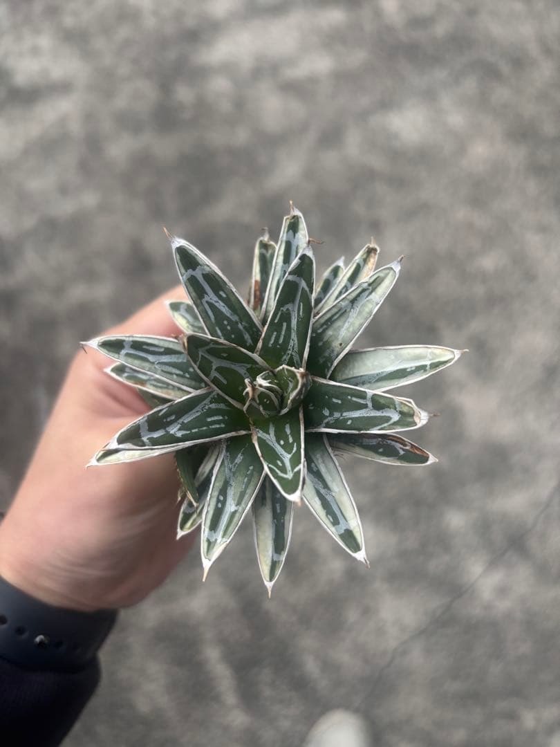 アガベ　姫笹の雪　白外斑入　極上株　子株1株付き