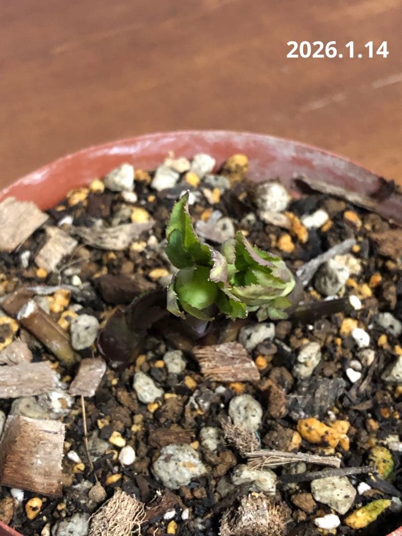 クリスマスローズ　原種　リグリクス