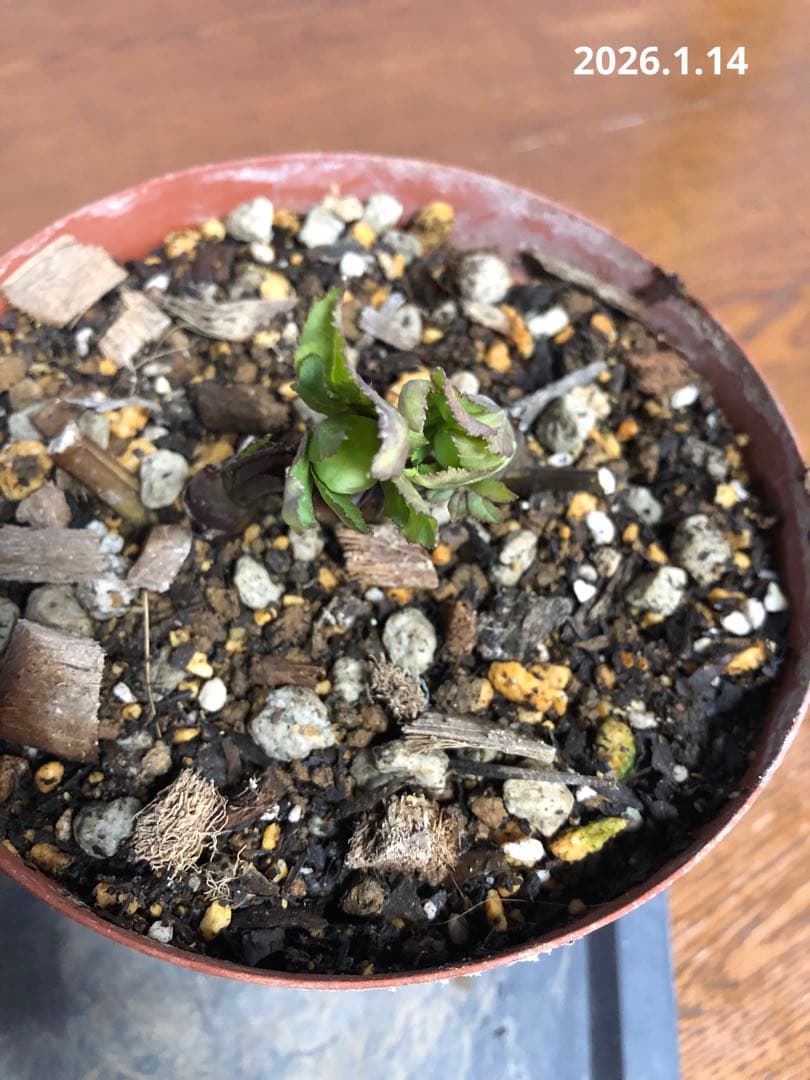 クリスマスローズ　原種　リグリクス