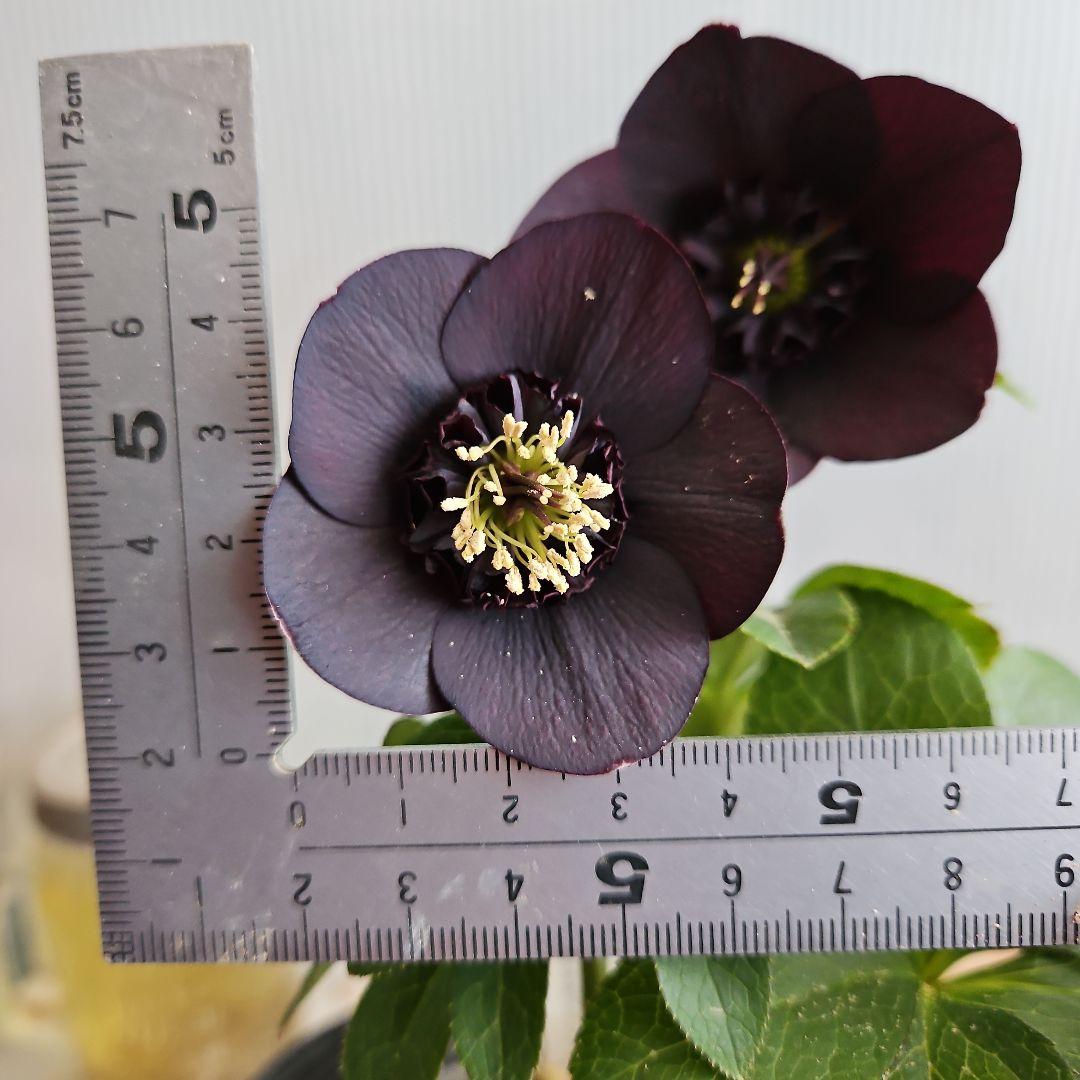 ㉖-500クリスマスローズ