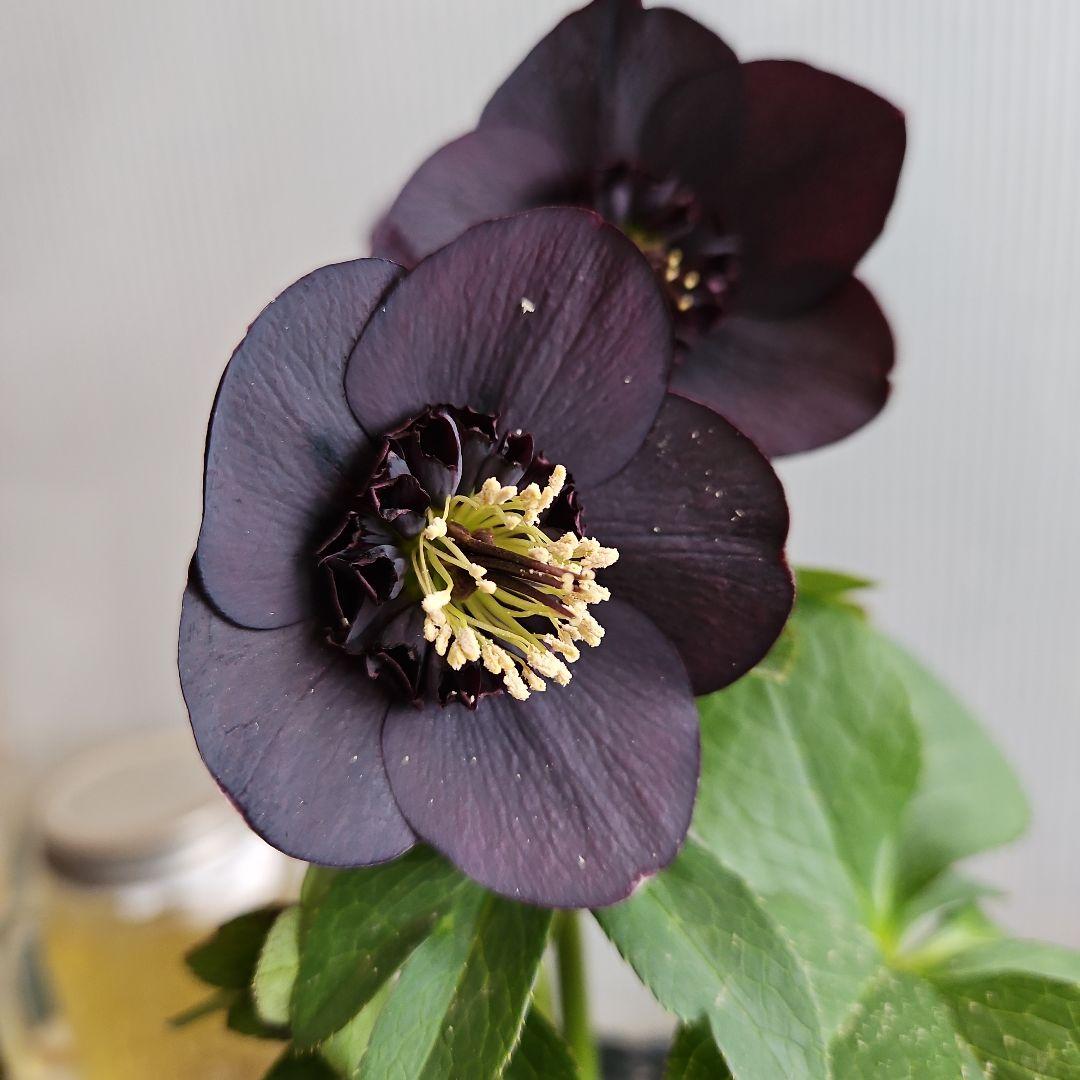 ㉖-500クリスマスローズ