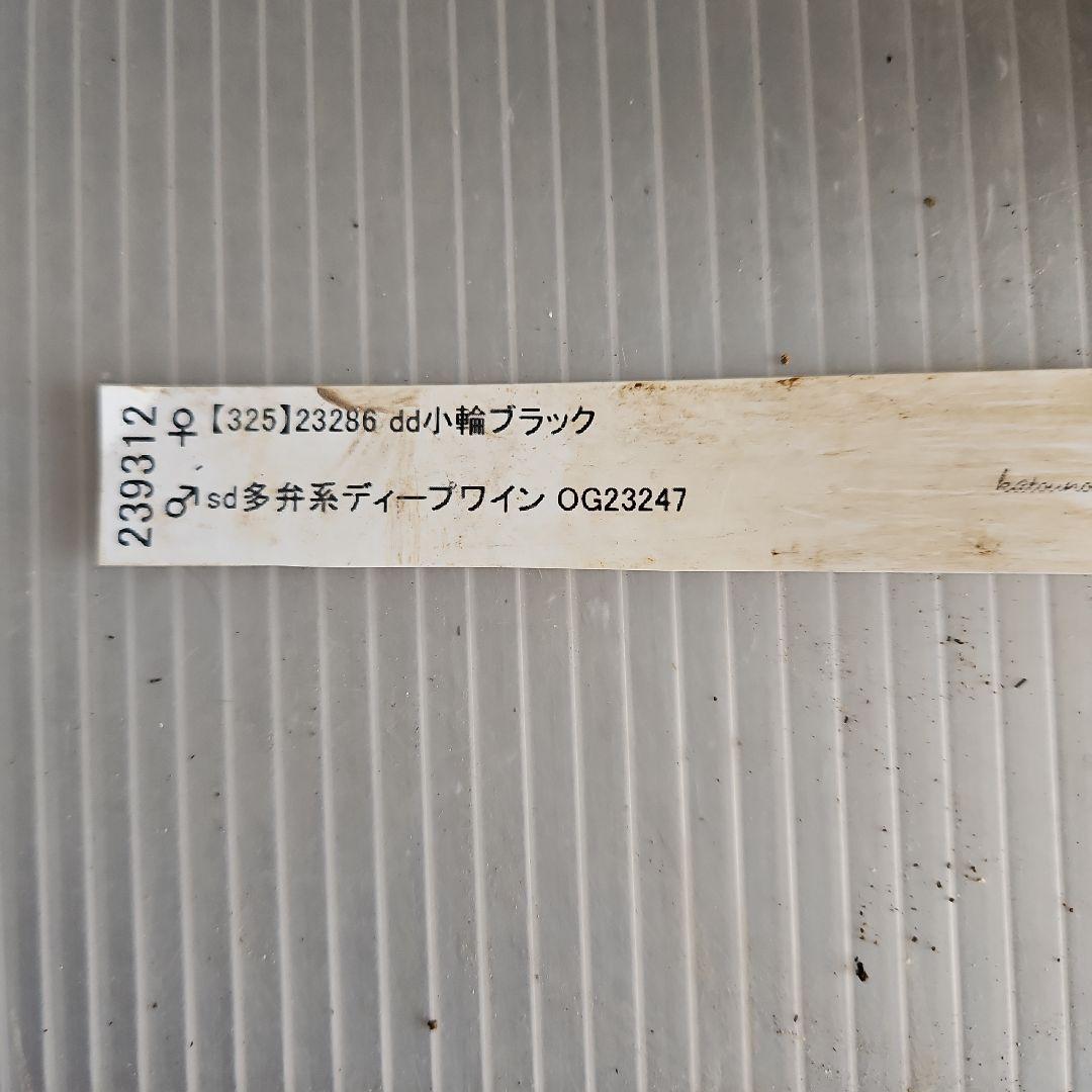 ㉖-500クリスマスローズ