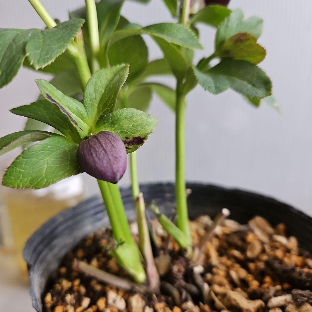 ㉖-500クリスマスローズ