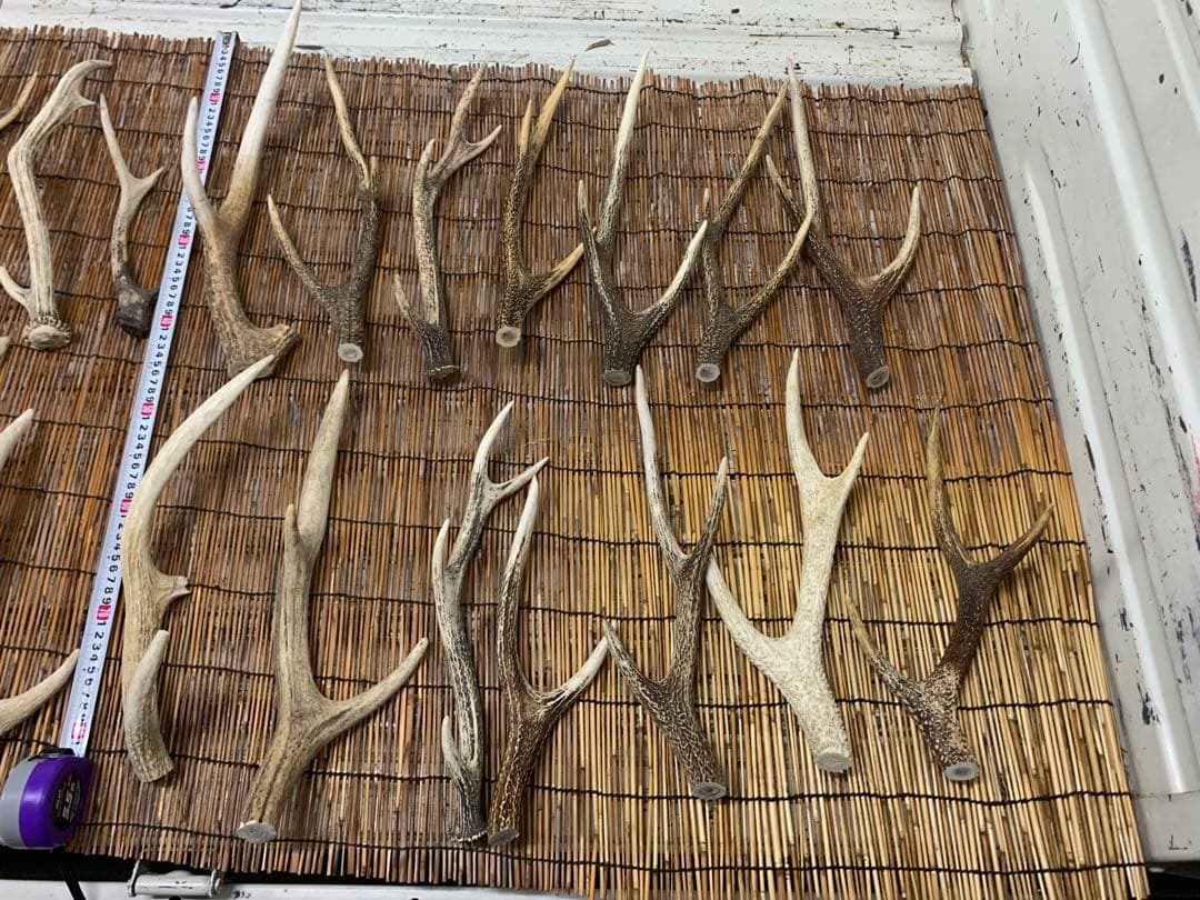 25kg 鹿の角　エゾシカ　角 端材　アクセサリー　パーツ素材