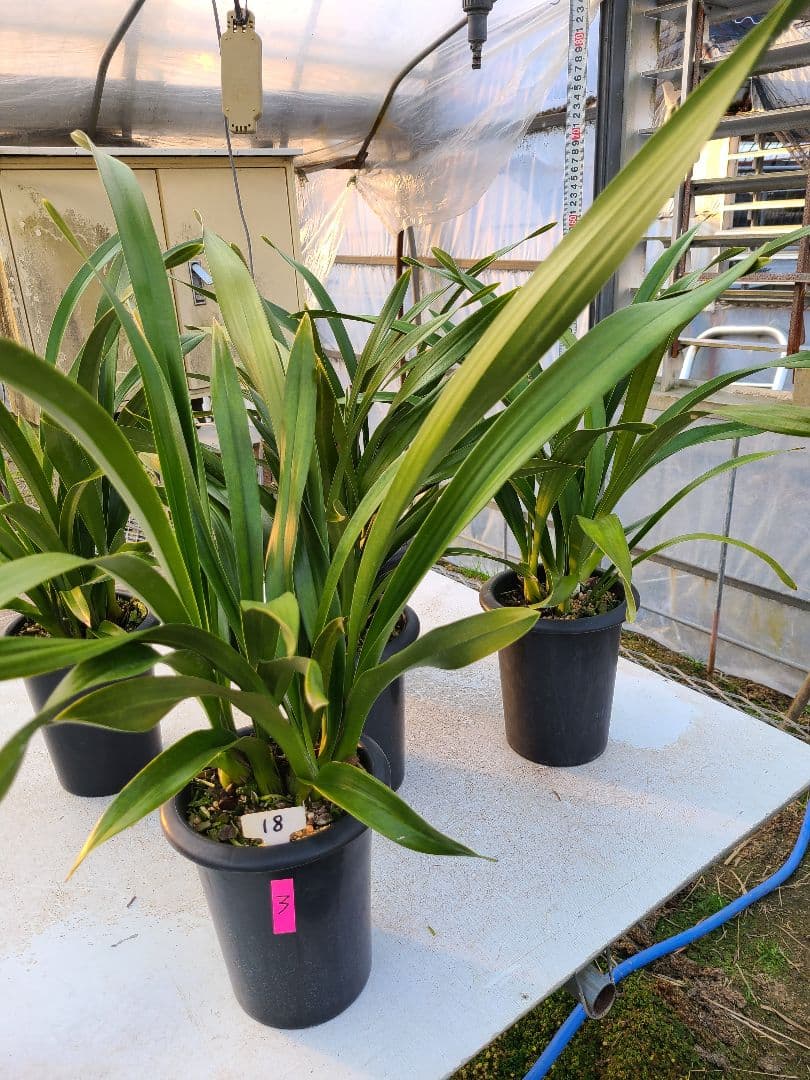 カ*ワ様 フォアゴットンフルーツ。花芽3個。5鉢セット。蜜蜂誘引蘭。日本蜜蜂