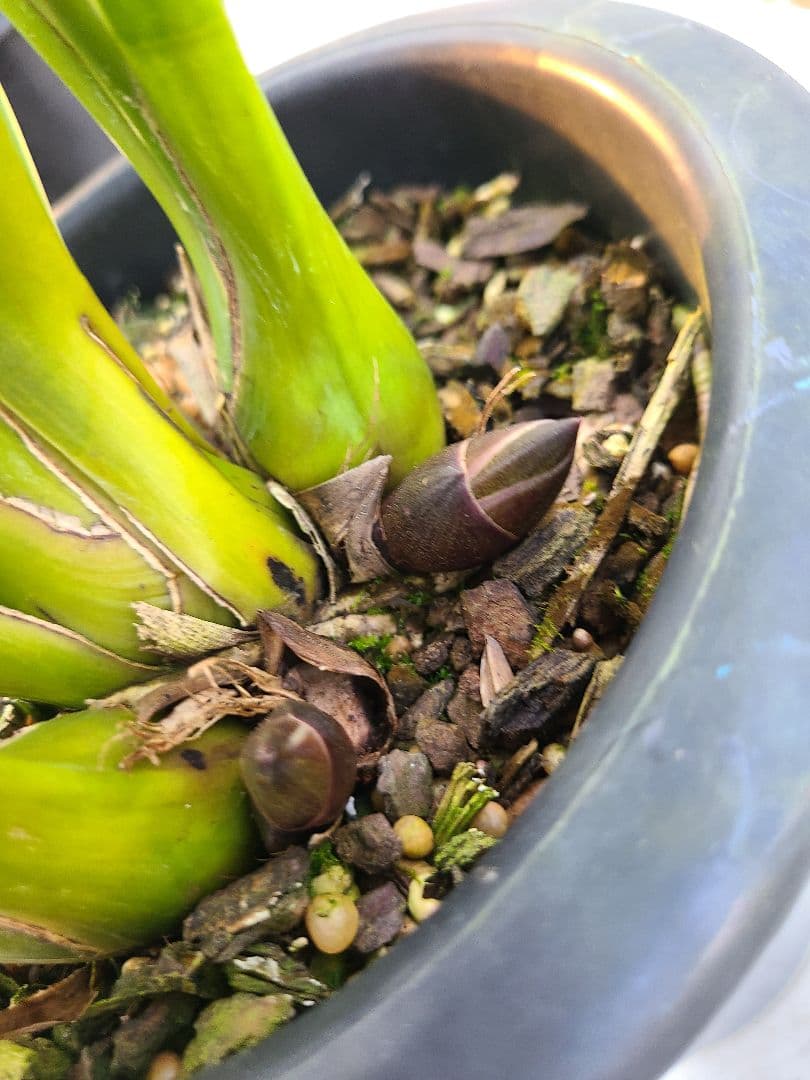 カ*ワ様 フォアゴットンフルーツ。花芽3個。5鉢セット。蜜蜂誘引蘭。日本蜜蜂