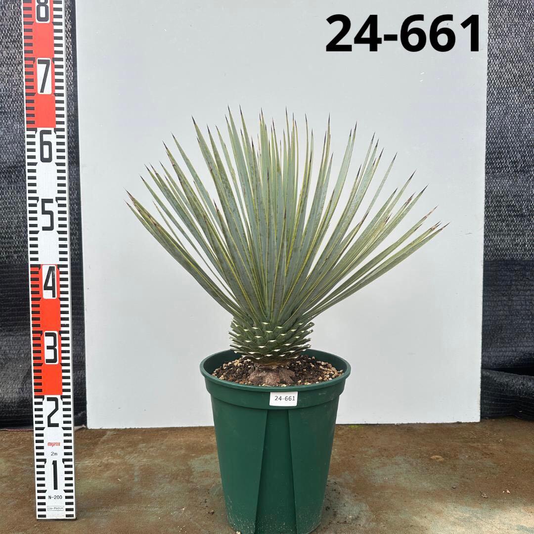 ユッカ　ロストラータ【24-661】超美形　シルバーブルー