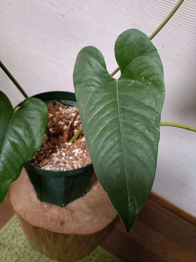 Anthurium Ivanportillae アンスリウムイヴァンポルティラエ