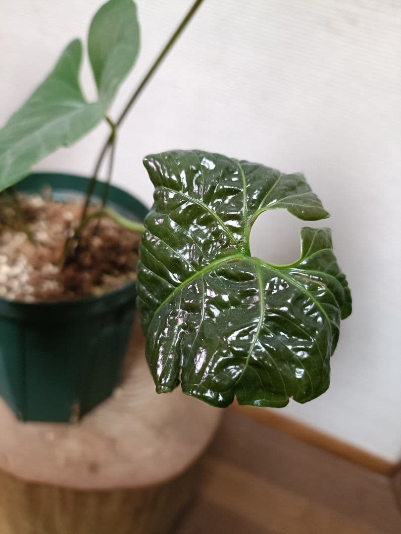 Anthurium Ivanportillae アンスリウムイヴァンポルティラエ