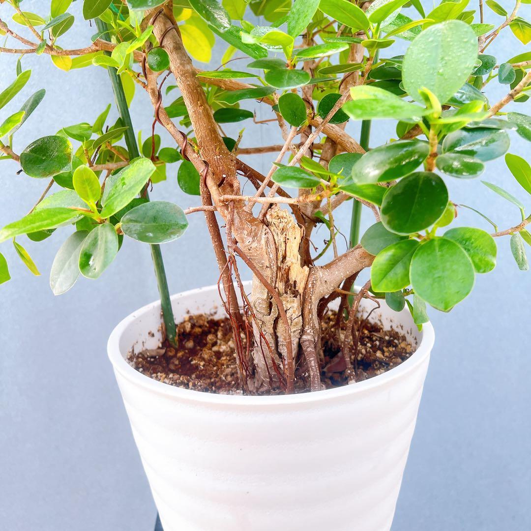 現品　ガジュマル　パンダガジュマル　51番　希少　インテリアグリーン　かわいい