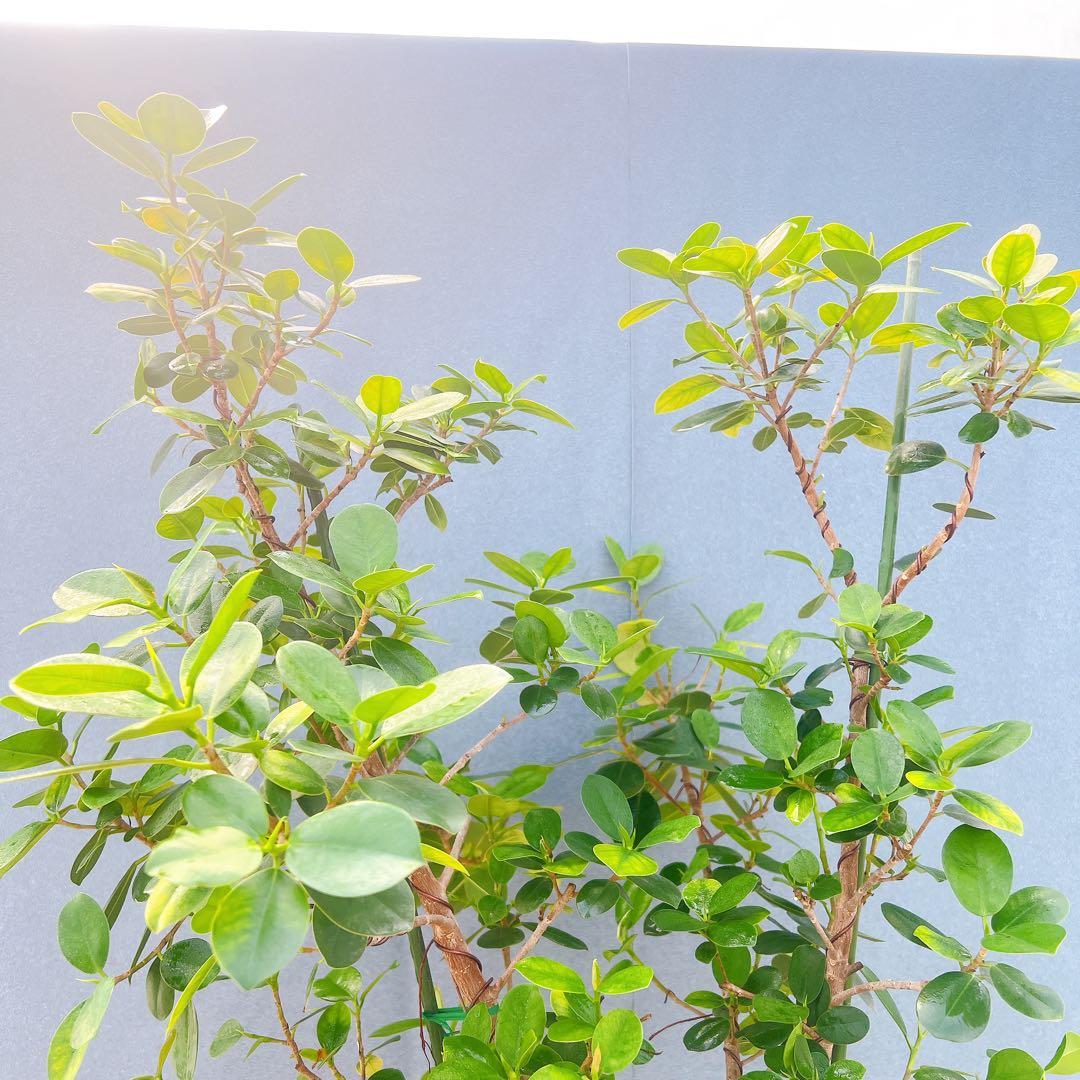 現品　ガジュマル　パンダガジュマル　51番　希少　インテリアグリーン　かわいい