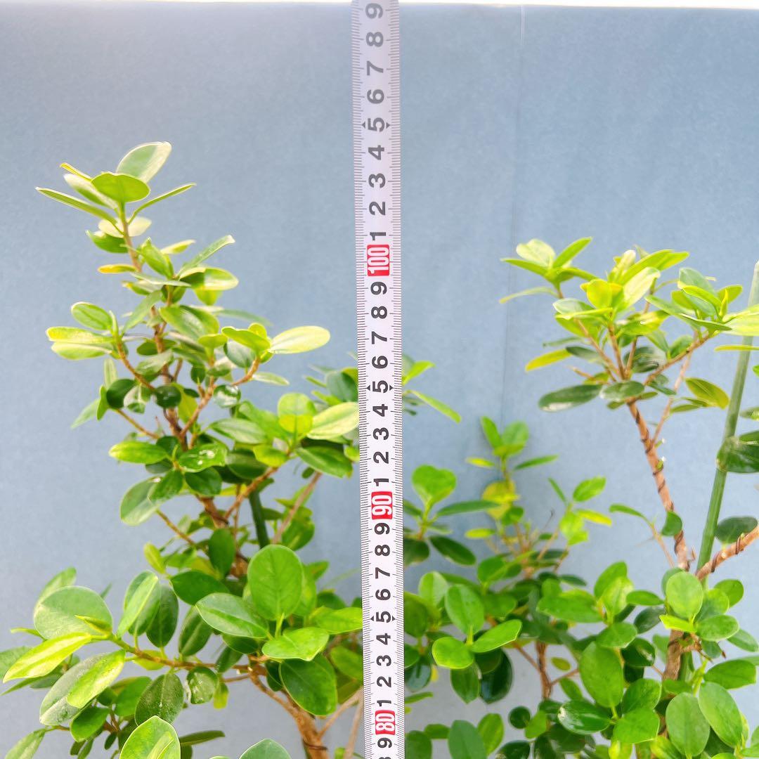 現品　ガジュマル　パンダガジュマル　51番　希少　インテリアグリーン　かわいい