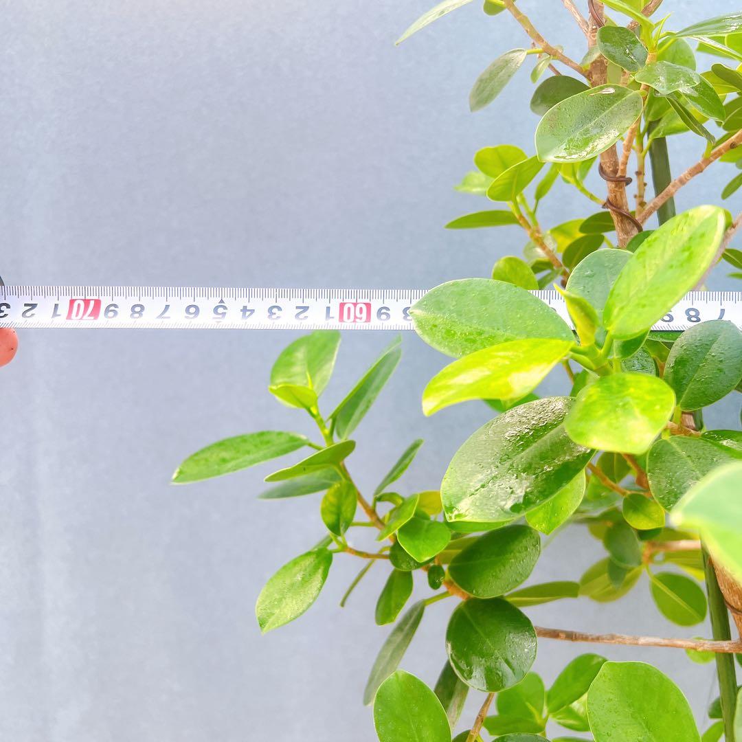 現品　ガジュマル　パンダガジュマル　51番　希少　インテリアグリーン　かわいい