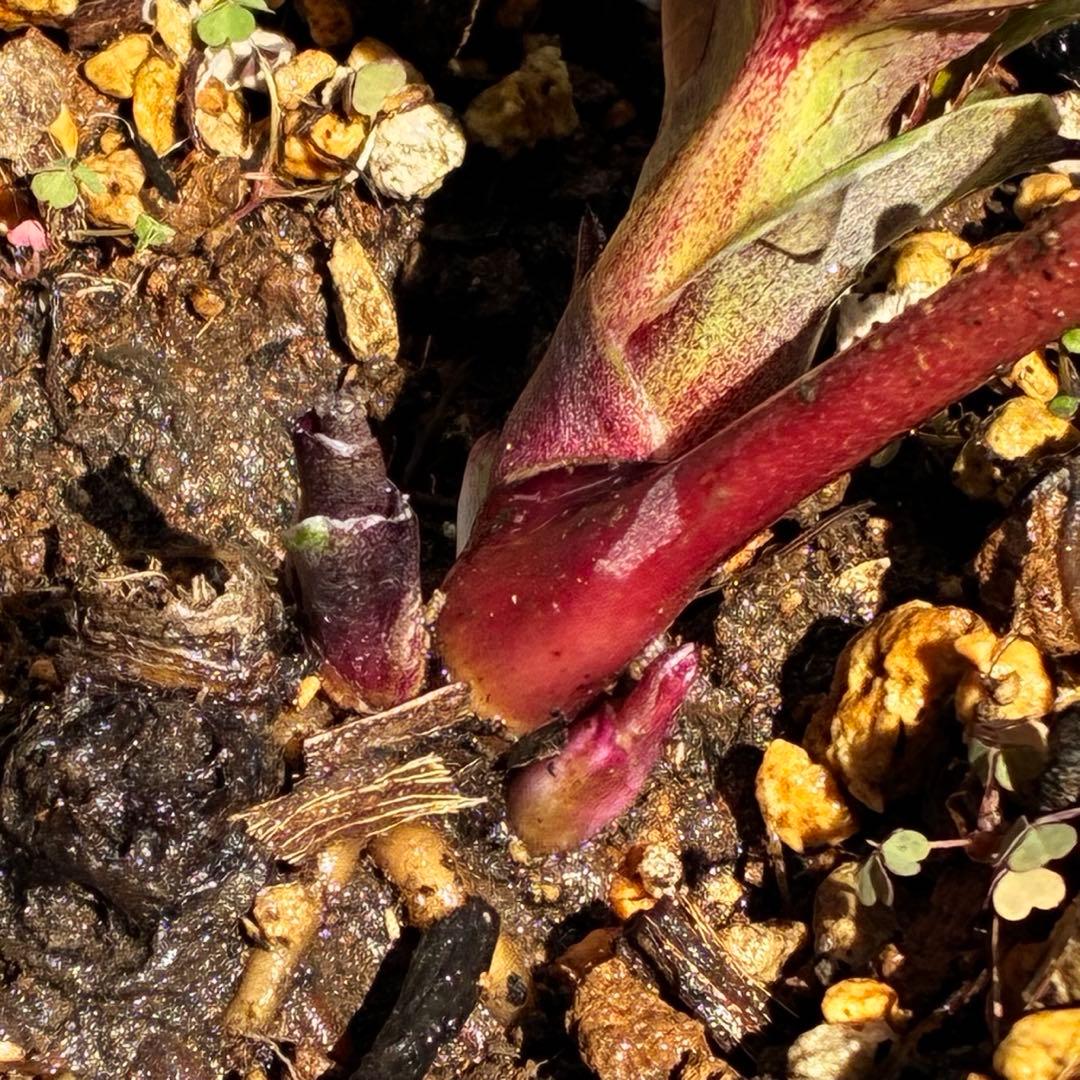 の*ん様 ☘️限定1株☘️未株分け☘️蕾付き☘️3356⭐️極上新色⭐️紅ピンク