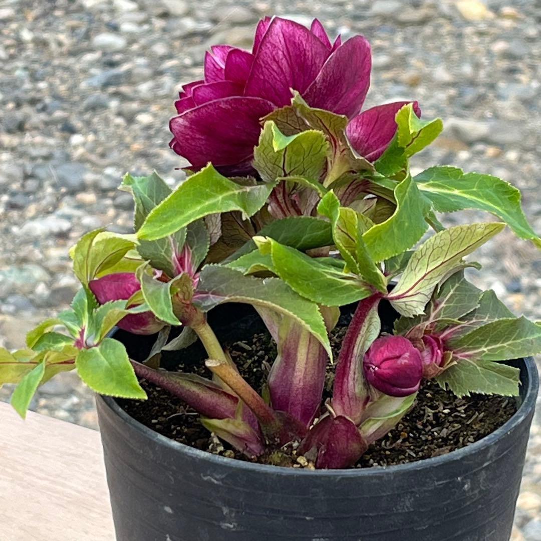 の*ん様 ☘️限定1株☘️未株分け☘️蕾付き☘️3356⭐️極上新色⭐️紅ピンク