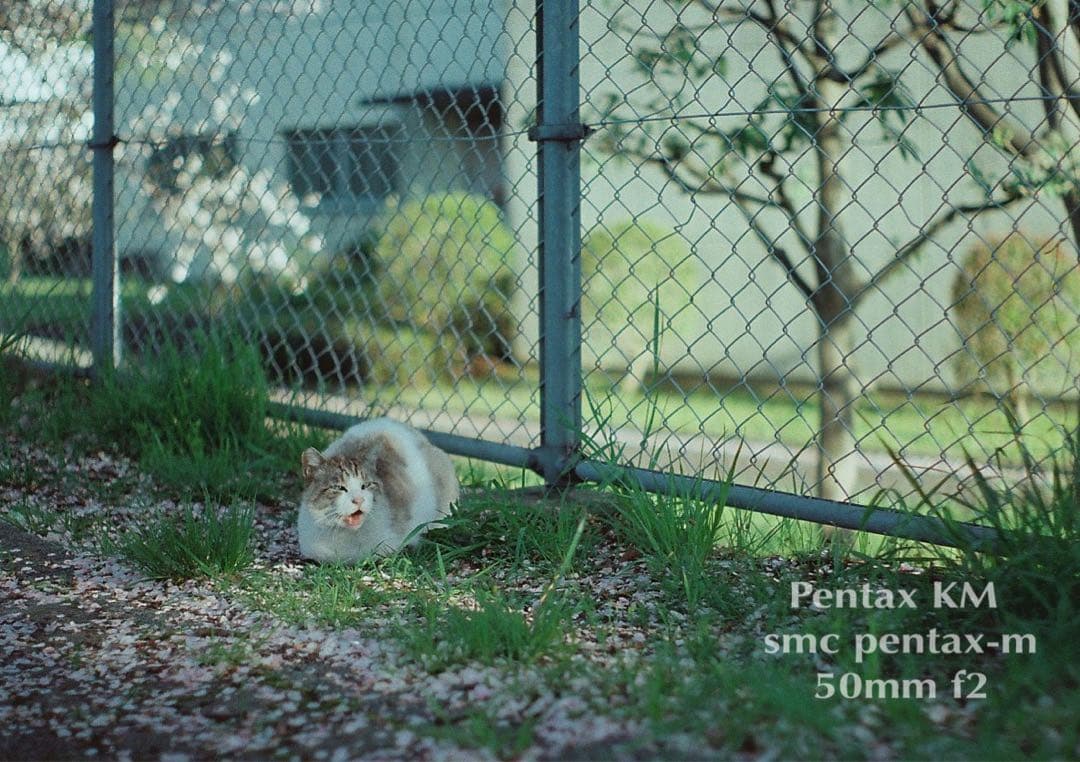 ★完動品＊美品★PENTAX KM／SMC 50mm f2★フィルム入門に！