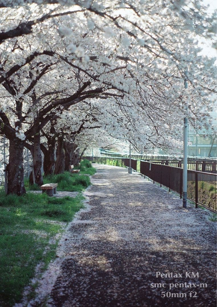 ★完動品＊美品★PENTAX KM／SMC 50mm f2★フィルム入門に！