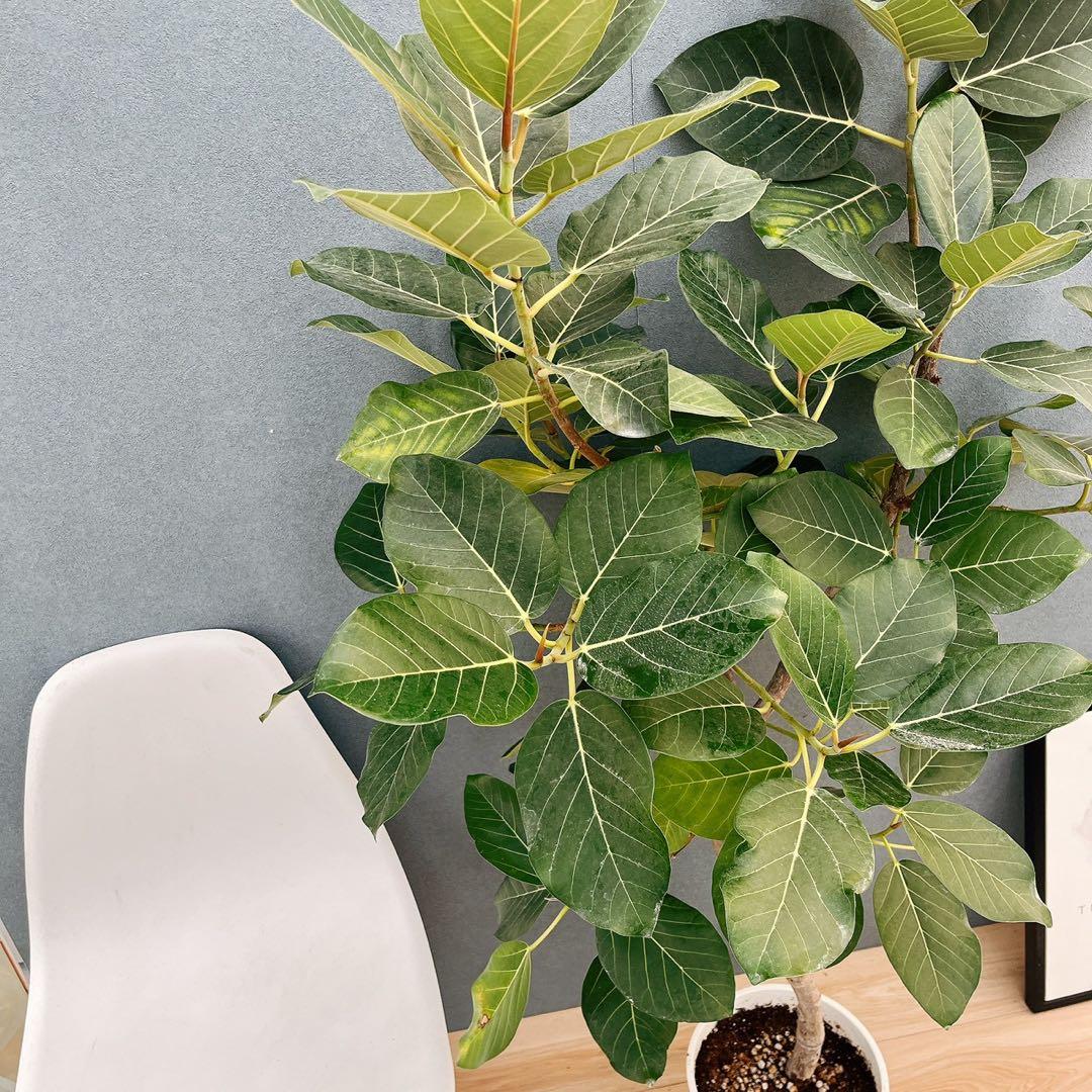 ［現品］【希少】86番　フィカスグランディス　8号　観葉植物　室内　大型　レア