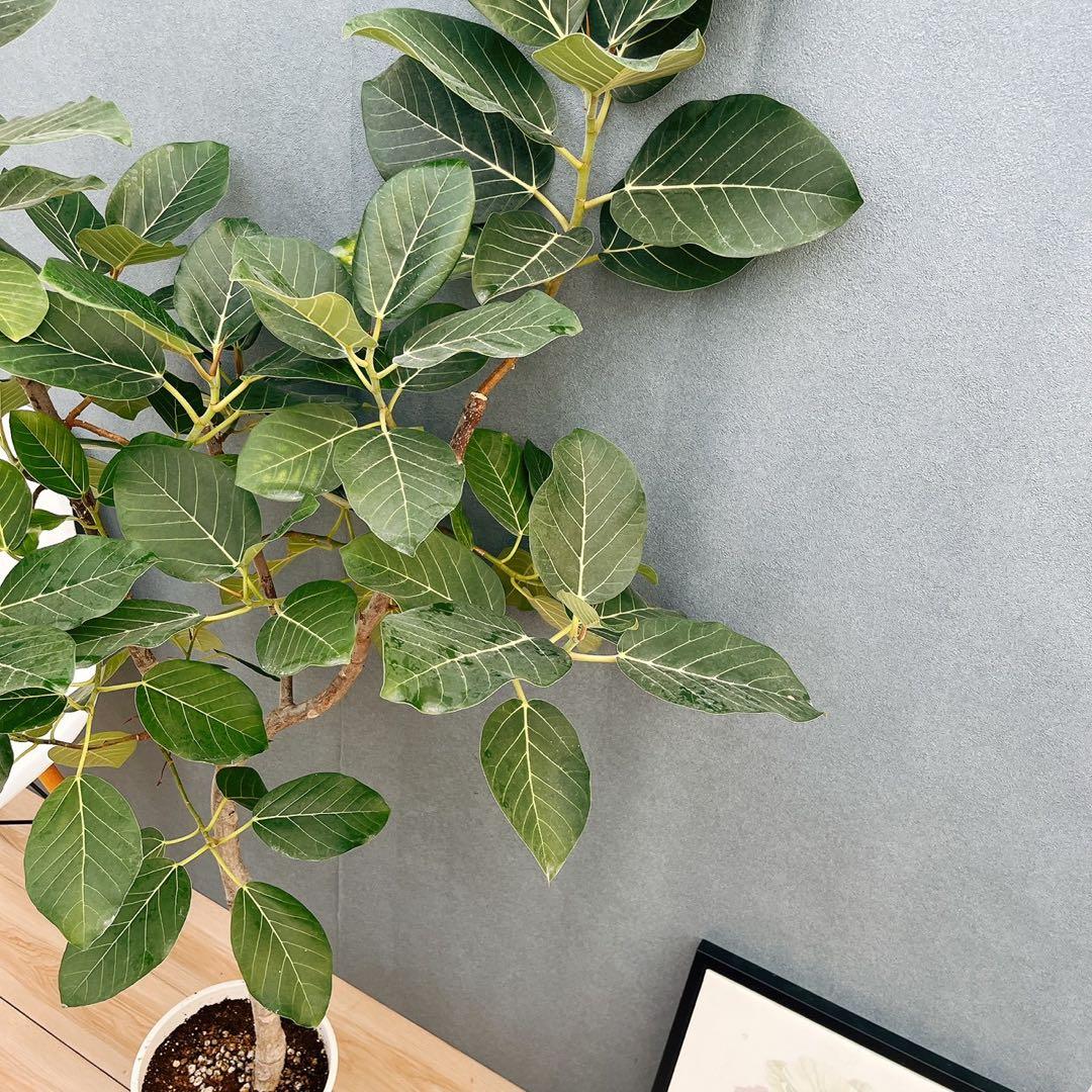 ［現品］【希少】86番　フィカスグランディス　8号　観葉植物　室内　大型　レア