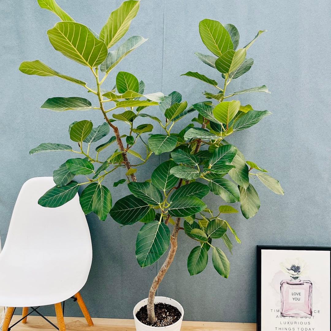 ［現品］【希少】86番　フィカスグランディス　8号　観葉植物　室内　大型　レア