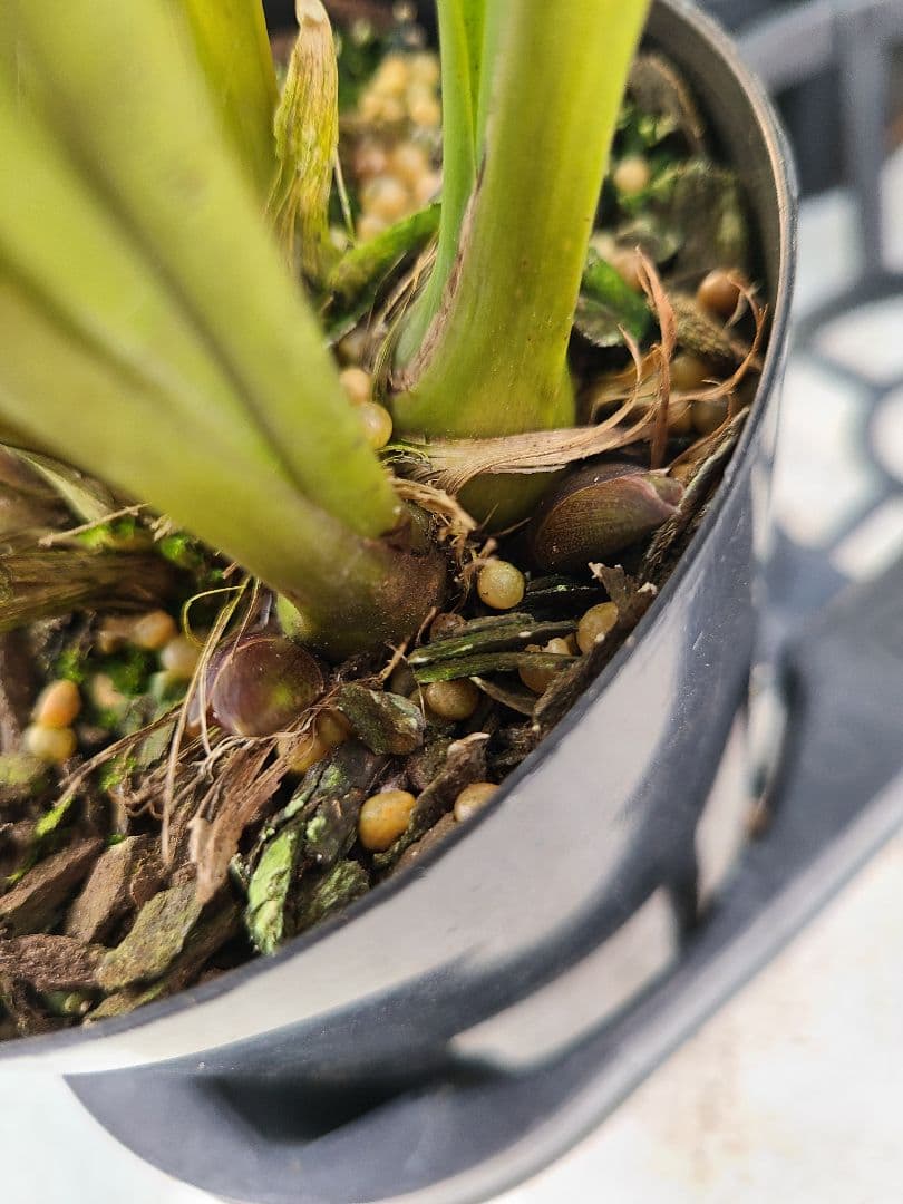 ミスマフェット。花芽合計27個。5鉢セット。蜜蜂誘引蘭。日本蜜蜂