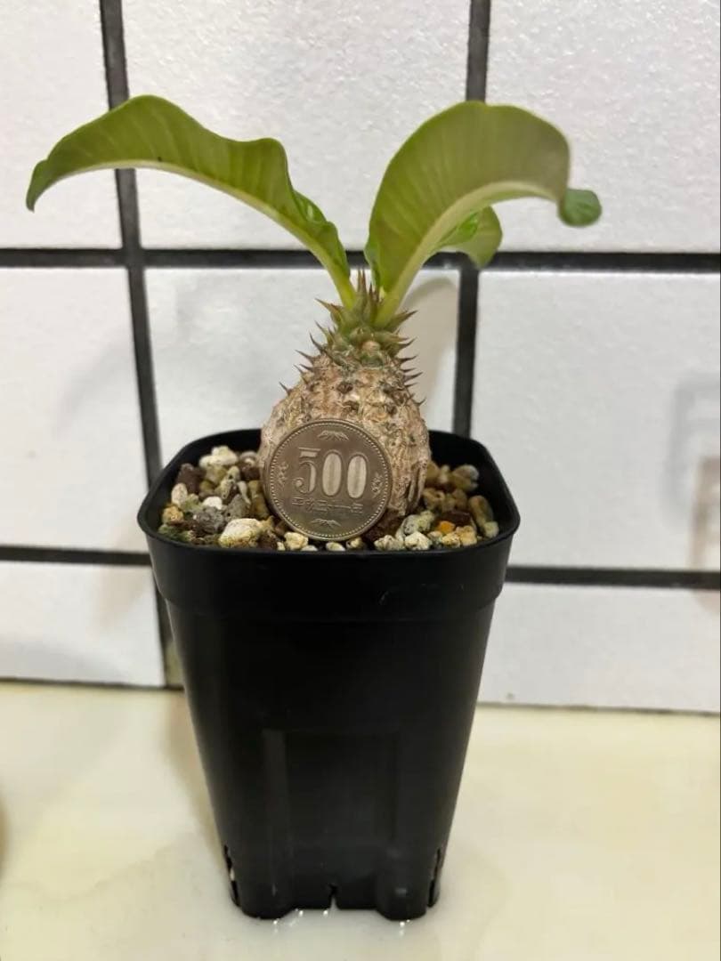 ウィンゾリー　実生株　良型